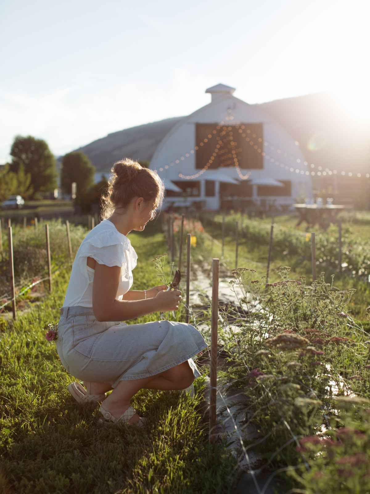 Sparrow Grass Field & Flower farm and flower fields in Armstrong, BC